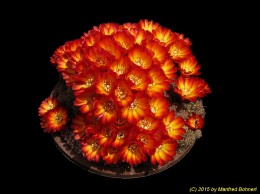 Sulcorebutia canigueralii 1096